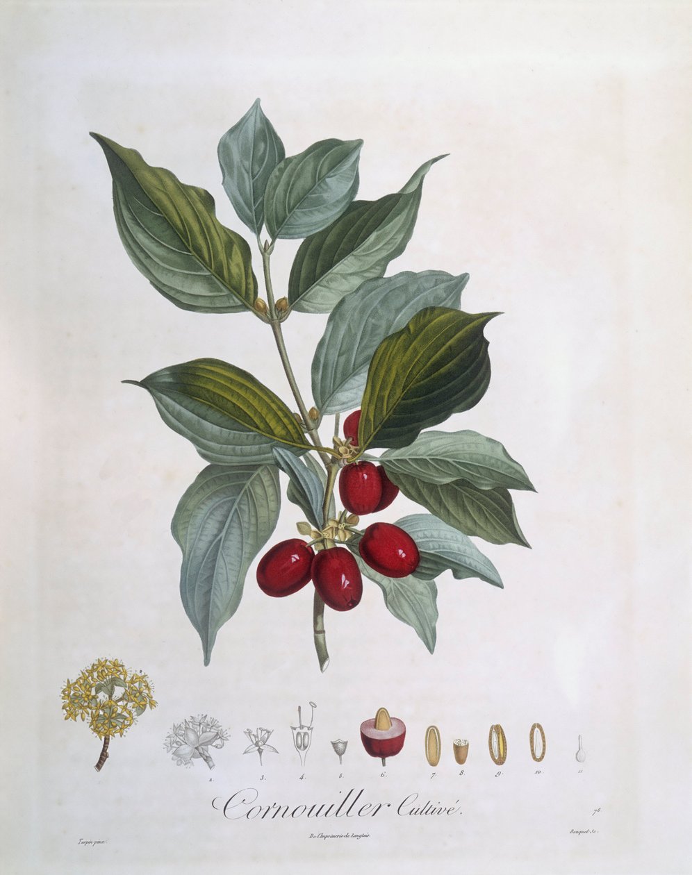 Kornelkirsche (Cornus mas), botanische Tafel von Pierre Jean Francois Turpin von Pierre Jean Francois Turpin