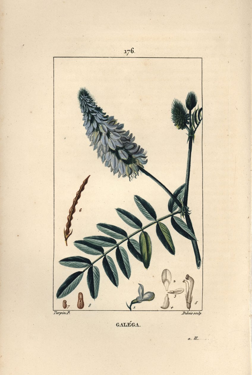 Geißraute, Galega officinalis, mit Blüte, Blatt und Samen. Handkolorierte Punktkupferstich von Dubois nach einer Zeichnung von Pierre Jean-Francois Turpin aus Chaumeton, Poiret und Chamberet