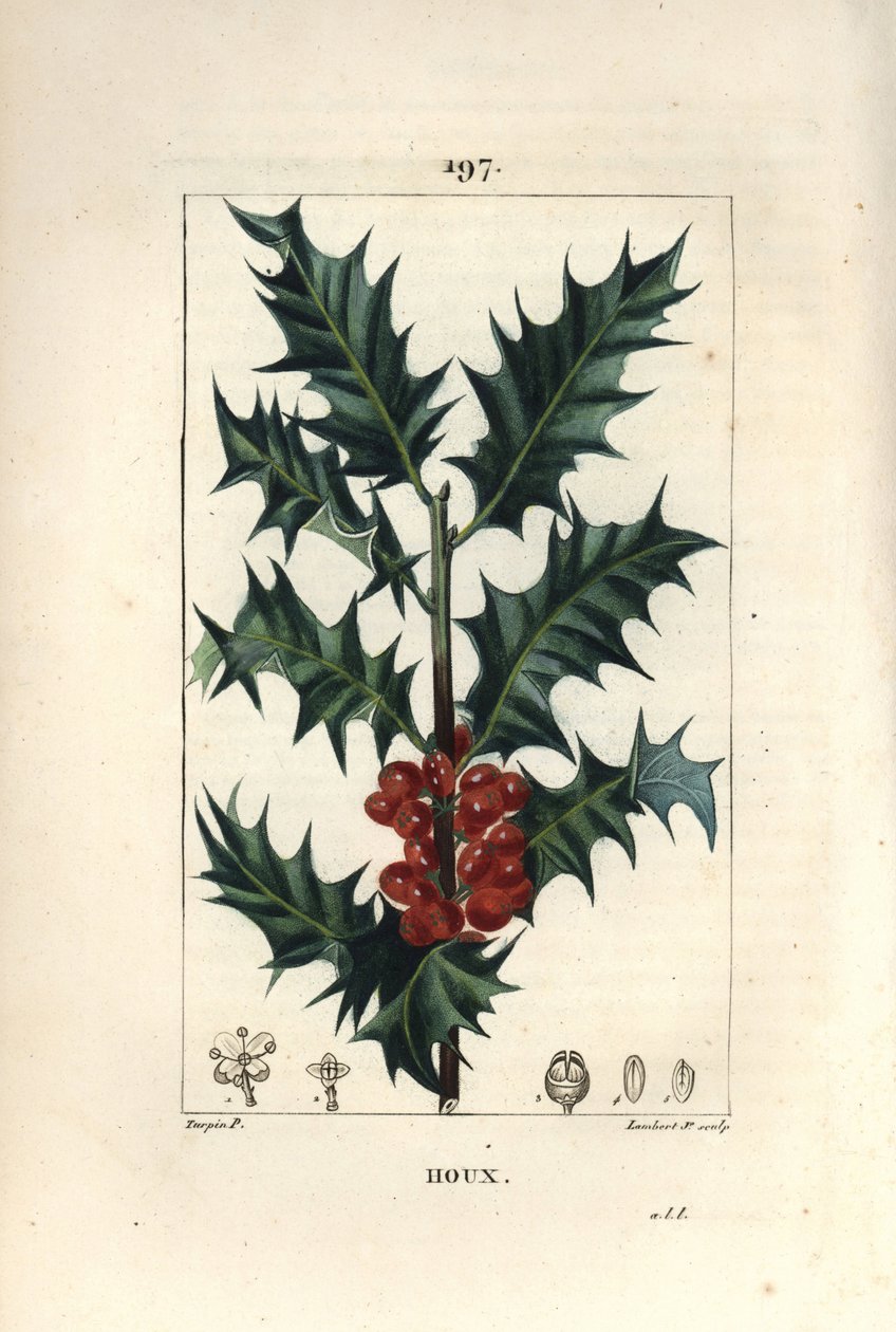 Stechpalme - Stechpalme, Ilex aquifolium, mit stacheligen Blättern und roten Beeren von Pierre Jean Francois Turpin