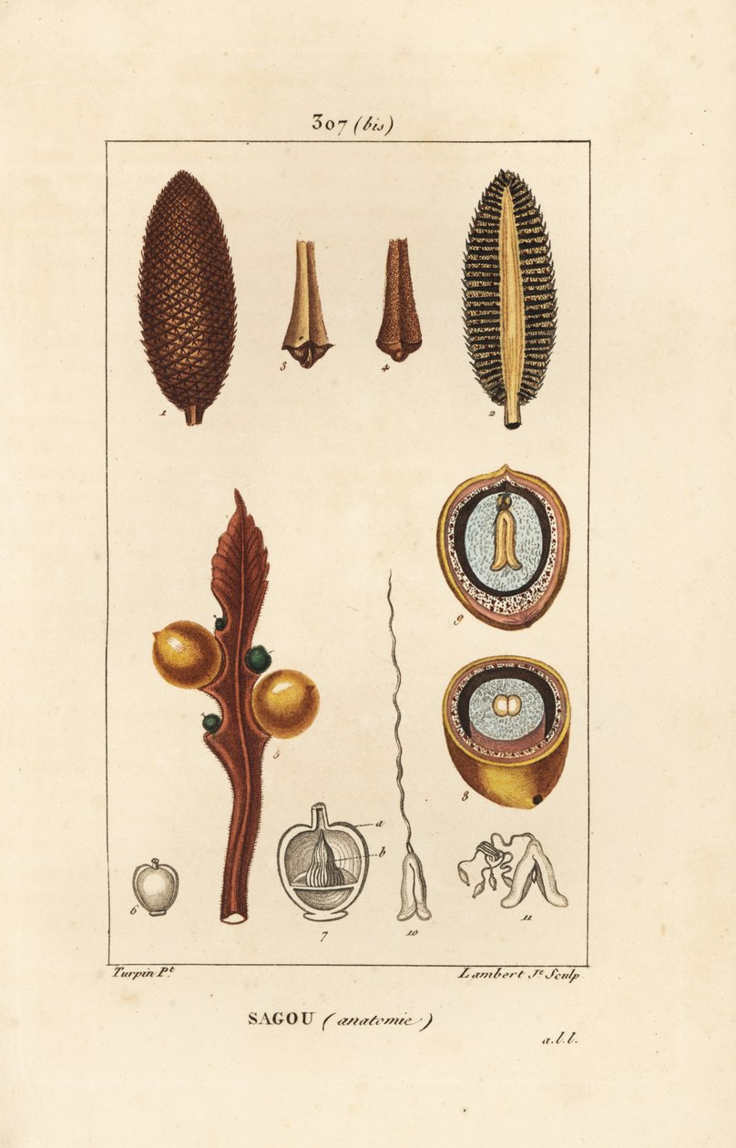 Großer Zweig oder große Cycas-Samen - Königin-Sago, Cycas circinalis, zeigt Samen und Schnitt. Gefährdet. Handkolorierter Kupferstich von Lambert Junior nach einer Zeichnung von Pierre Jean-Francois Turpin aus Chaumeton, Poiret und Chamberet
