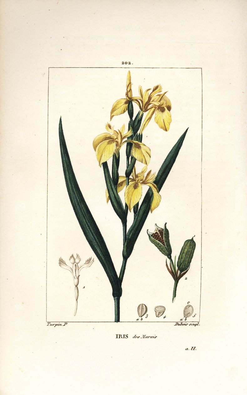 Sumpf-Schwertlilie oder Wasser-Gelbe Schwertlilie - Gelbe Schwertlilie, Iris palustris lutea, Blüte, Blatt und Samenkapsel. Handkolorierte Punktkupferstich von Lambert Junior nach einer Zeichnung von Pierre Jean-Francois Turpin aus Chaumeton, Poiret und Ch von Pierre Jean Francois Turpin