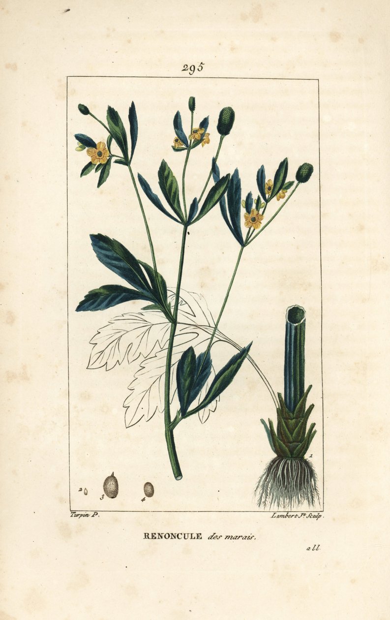 Sumpfdotterblume, Sumpfpopulation oder Wasserdotterblume - Sumpfdotterblume oder Sumpfhahnenfuß, Caltha palustris (Ranunculus palustris), mit Blume, Blatt, Stiel, Wurzel und Samen. Handkolorierte Punktkupferstichgravur von Lambert Junior nach einer Zeichnu von Pierre Jean Francois Turpin