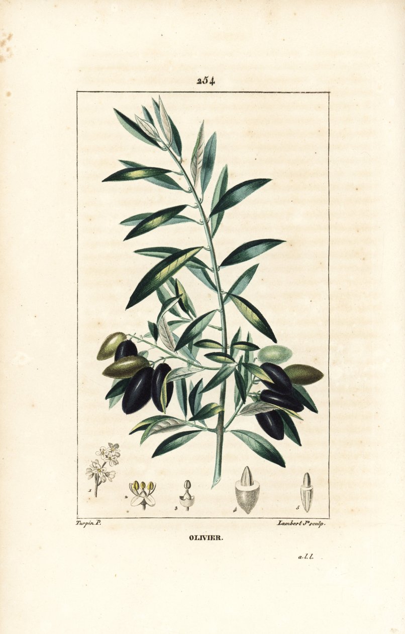 Olivenbaum, Olea europaea, mit Blatt, Zweig, Frucht und Samen. Handkolorierter Kupferstich von Lambert Junior nach einer Zeichnung von Pierre Jean-Francois Turpin aus Chaumeton, Poiret und Chamberet