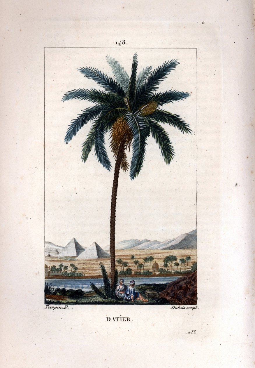 Dattelpalme, Phoenix dactylifera, zeigt Früchte und Blätter vor einer Landschaft mit Pyramiden und Fluss von Pierre Jean Francois Turpin