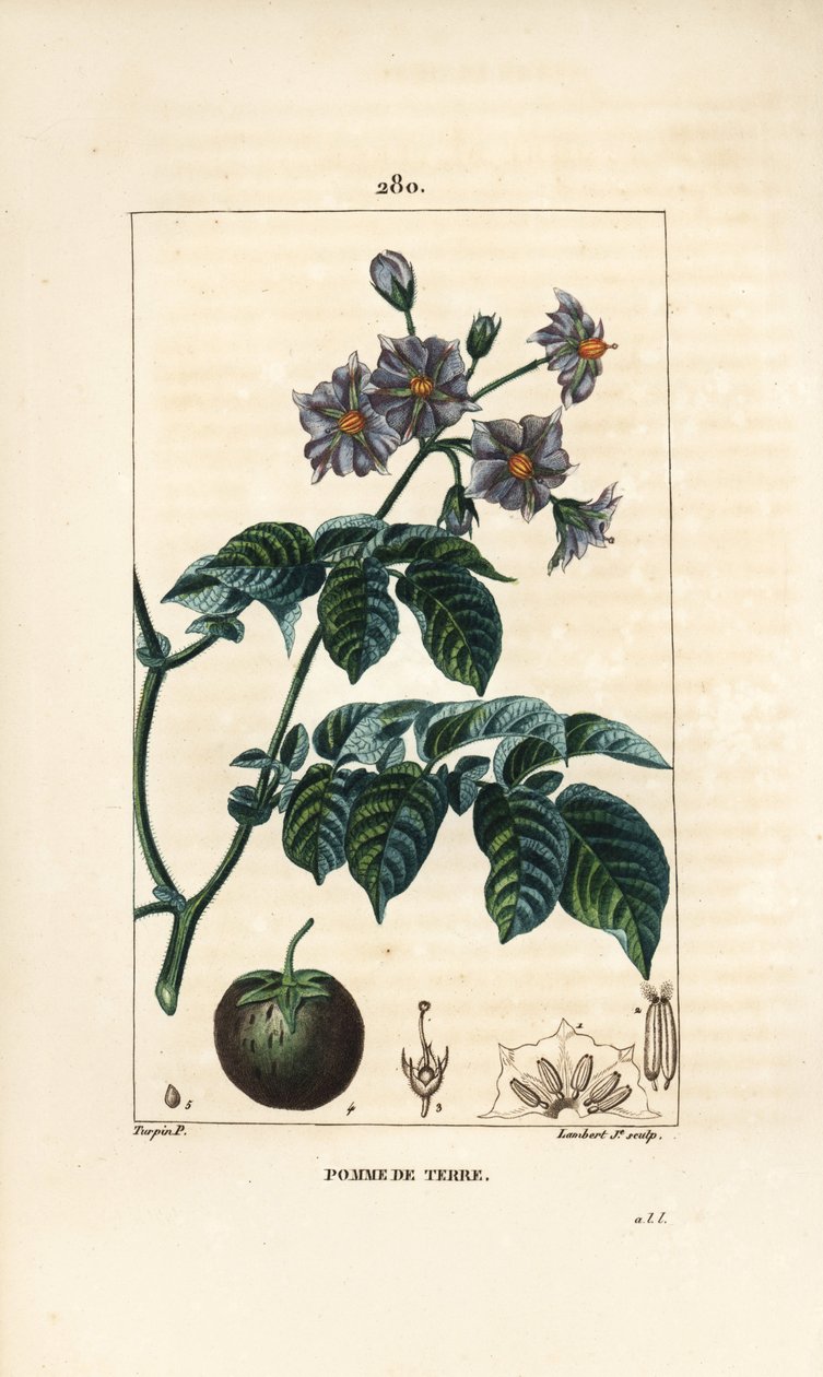Kartoffel, Solanum tuberosum, mit Blume, Blatt, Stängel und Frucht. Handkolorierte Punktkupferstichgravur von Lambert Junior nach einer Zeichnung von Pierre Jean-Francois Turpin aus Chaumeton, Poiret und Chamberet