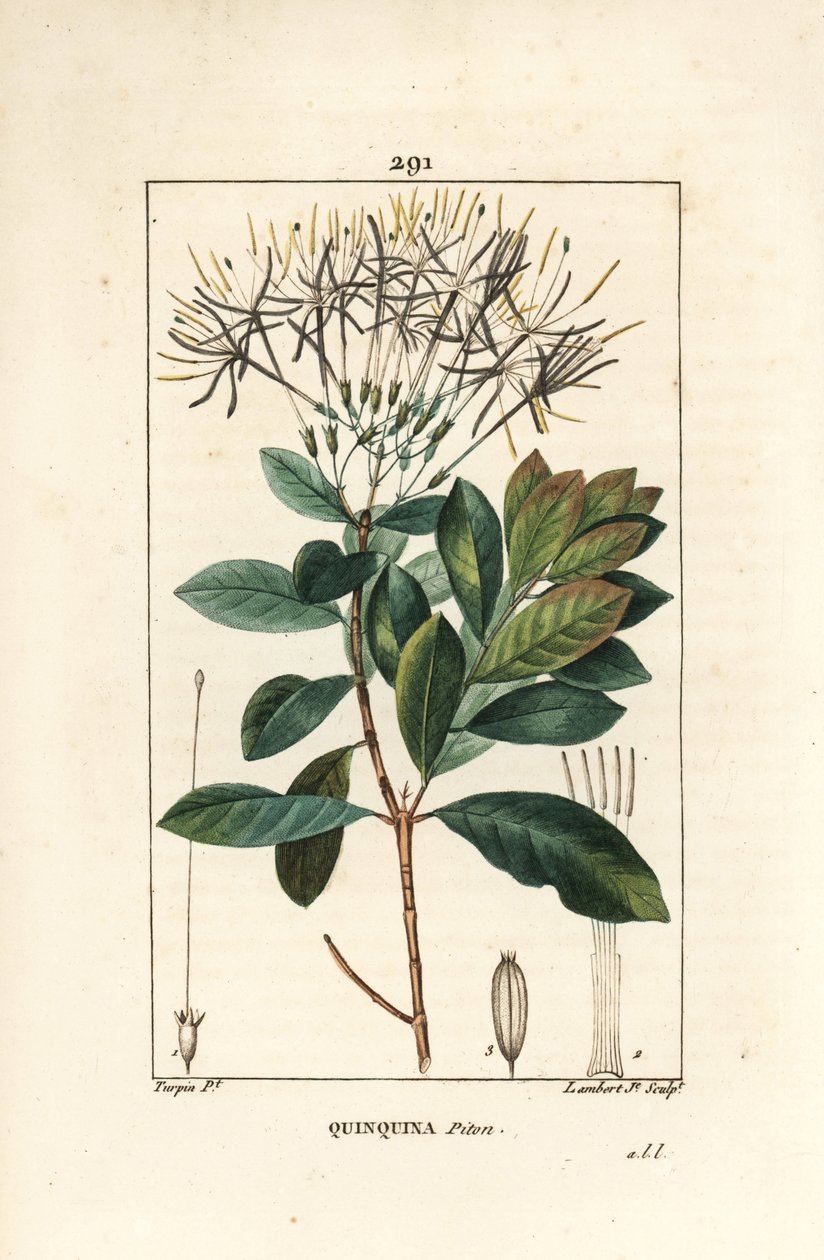 Quinquina piton - Exostema sanctae-luciae (syn. Cinchona floribunda), mit Blume, Blatt, Stiel und Samen von Pierre Jean Francois Turpin