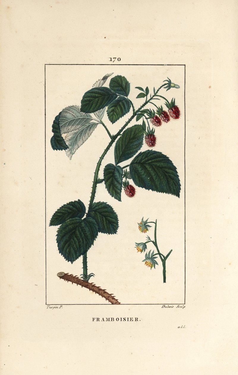Himbeere, Rubus idaeus, zeigt Blüten, Blätter, Dornen und reife Früchte. Handkolorierte Punktkupferstich von Lambert Junior nach einer Zeichnung von Pierre Jean-Francois Turpin aus Chaumeton, Poiret et Chamberet