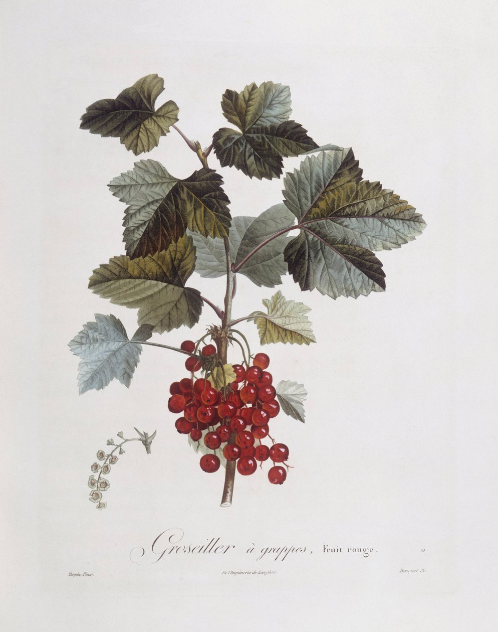 Rote Johannisbeere, botanische Tafel von Pierre Jean Francois Turpin von Pierre Jean Francois Turpin