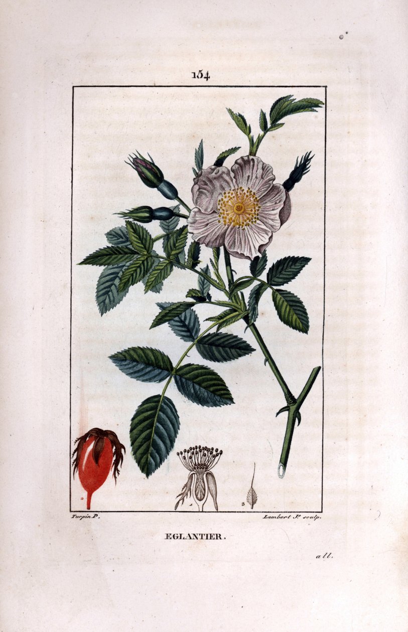 Hagebuttenzweig mit Beere und Rose von Pierre Jean Francois Turpin