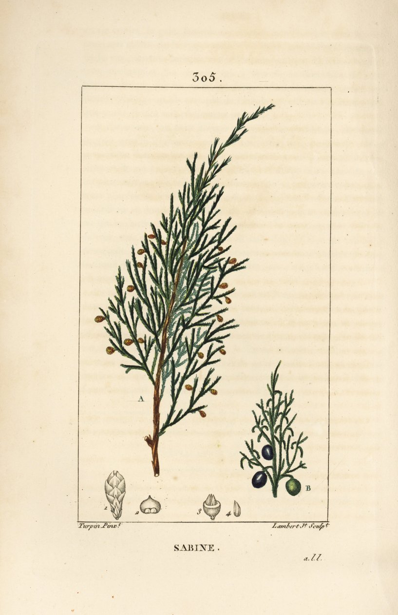 Sabiner Wacholder, Juniperus sabina, mit Beere, Blatt, Stiel und Samen von Pierre Jean Francois Turpin