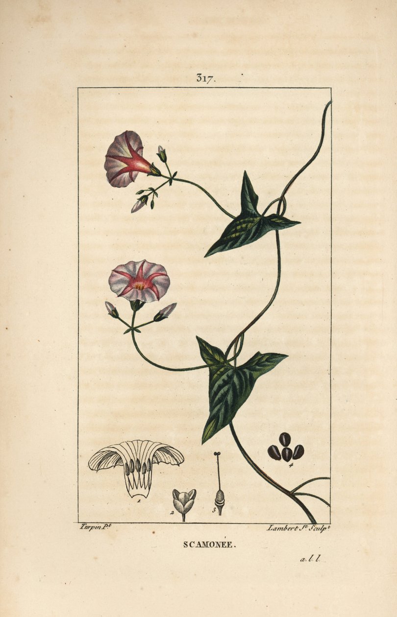 Skammonie - Scammony, Convolvulus scammonia, mit Blüte, Blatt, Stängel und Kletterranke. Handkolorierter Kupferstich von Lambert Junior nach einer Zeichnung von Pierre Jean-Francois Turpin aus Chaumeton, Poiret und Chamberet