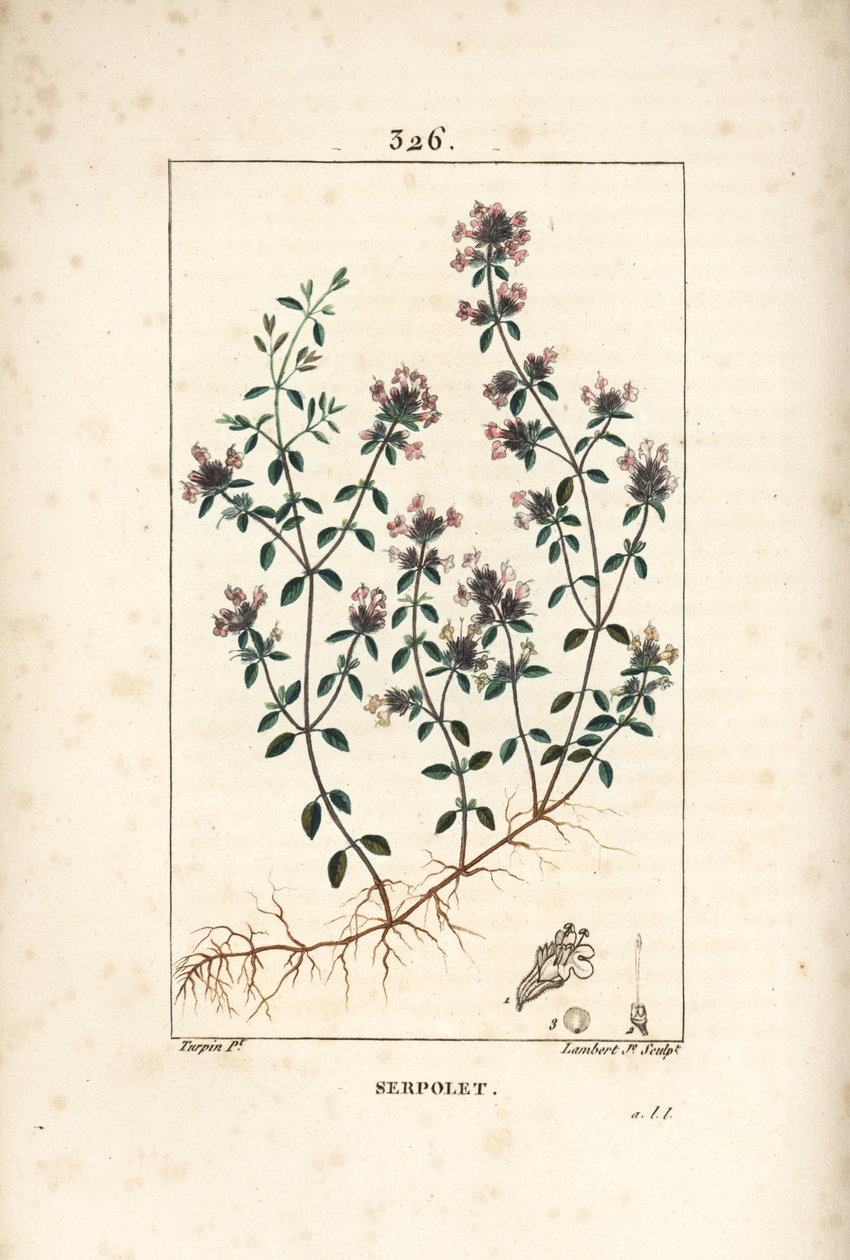 Kriechender Thymian oder wilder Thymian, Thymus serpyllum, mit Blume, Blatt, Stiel und Wurzel von Pierre Jean Francois Turpin