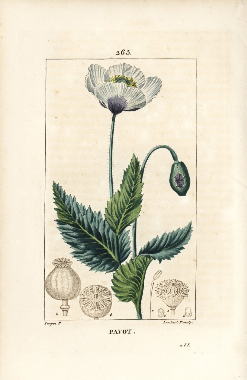 Schlafmohn, Gartenmohn oder Opium-Mohn von Pierre Jean Francois Turpin
