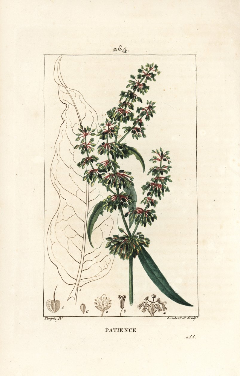 Mönchskraut - Patience Dock, Rumex patientia, mit Blume, Stängel, Blättern, Samen und Blattform von Pierre Jean Francois Turpin