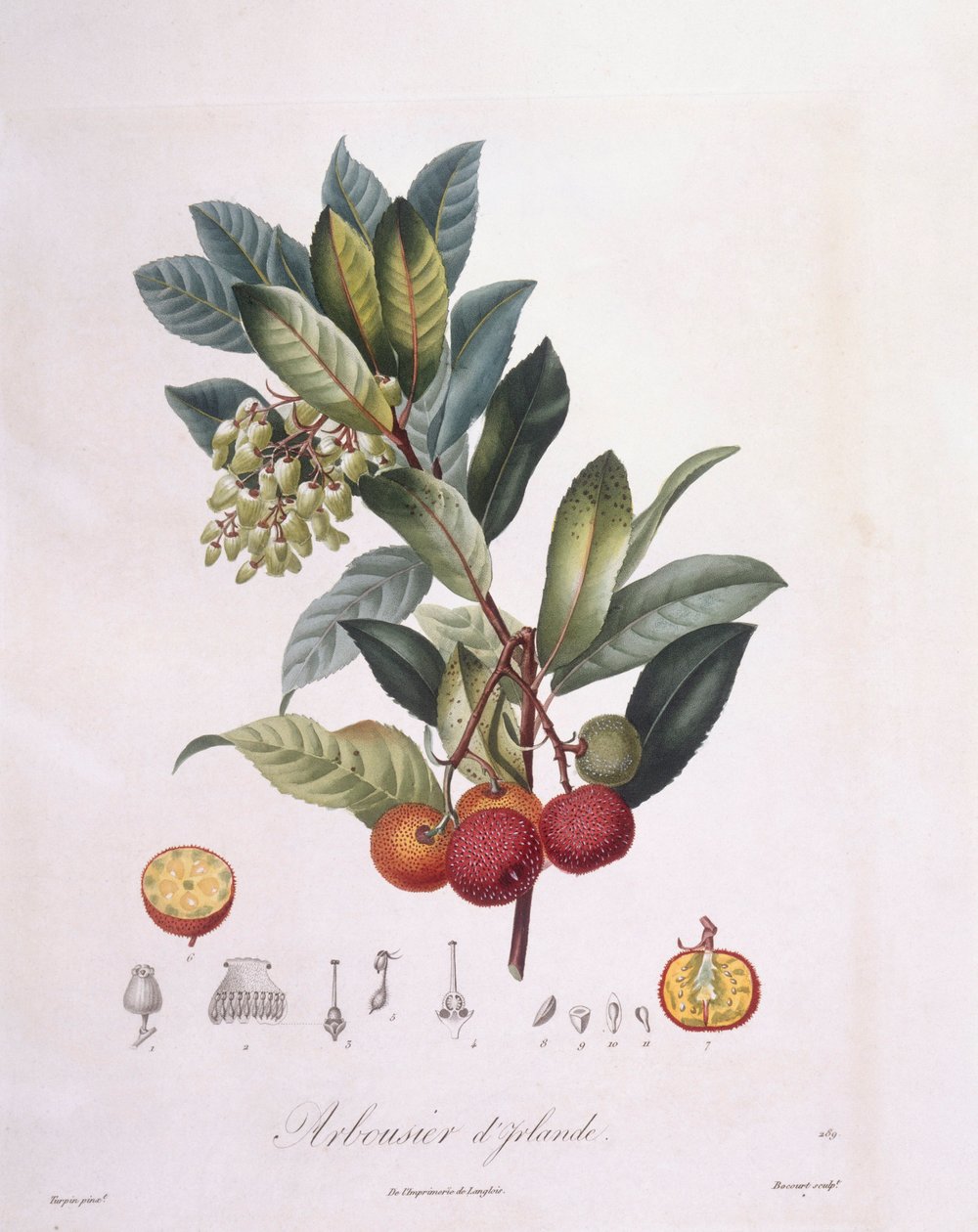 Erdbeerbaum (Arbutus unedo), botanische Tafel von Pierre Jean Francois Turpin von Pierre Jean Francois Turpin