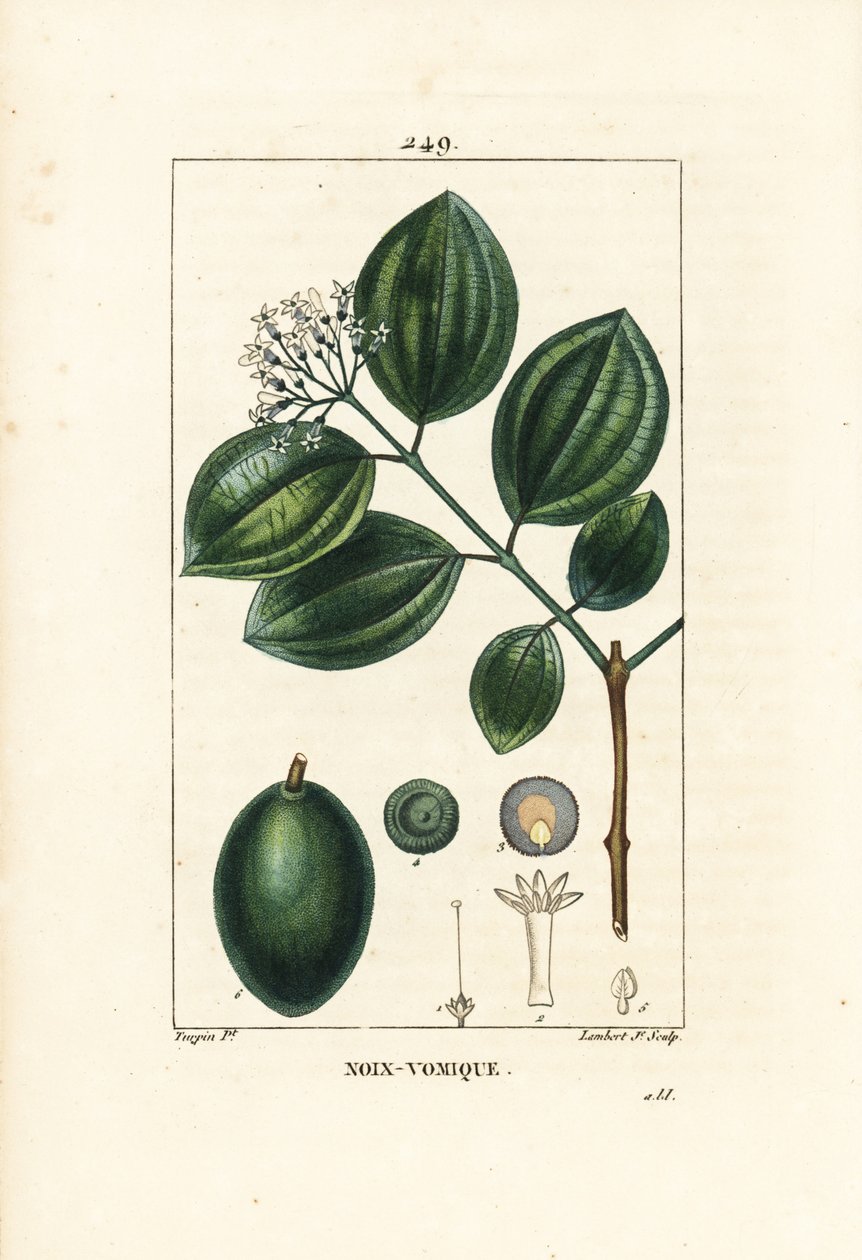 Brechnussbaum, Strychnos nux-vomica, mit Frucht, Samen, Blatt und Blume. Handkolorierter Kupferstich von Lambert Junior nach einer Zeichnung von Pierre Jean-Francois Turpin aus Chaumeton, Poiret und Chamberet