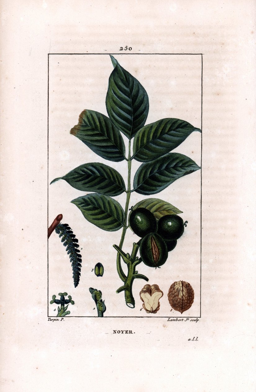 Walnusszweig mit Nüssen von Pierre Jean Francois Turpin