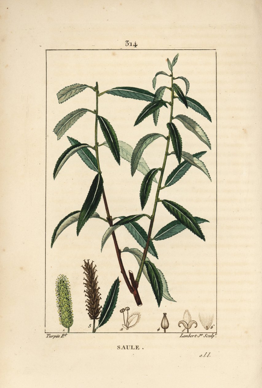 Weiße oder Silberweide, Weißer Weidenbaum, Salix alba, mit Blatt, Blüte, männlichen und weiblichen Kätzchen, Frucht und Samen von Pierre Jean Francois Turpin