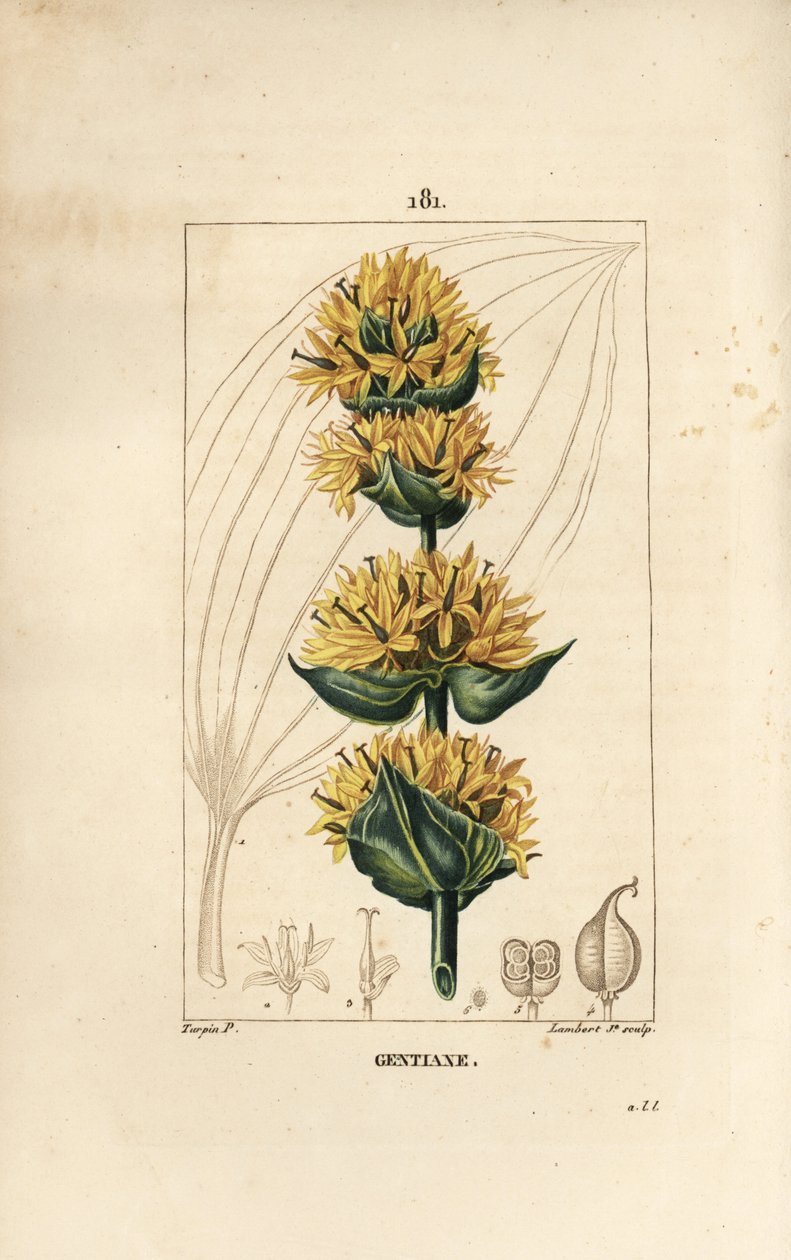 Gelber Enzian oder Großer Enzian, Gentiana lutea von Pierre Jean Francois Turpin