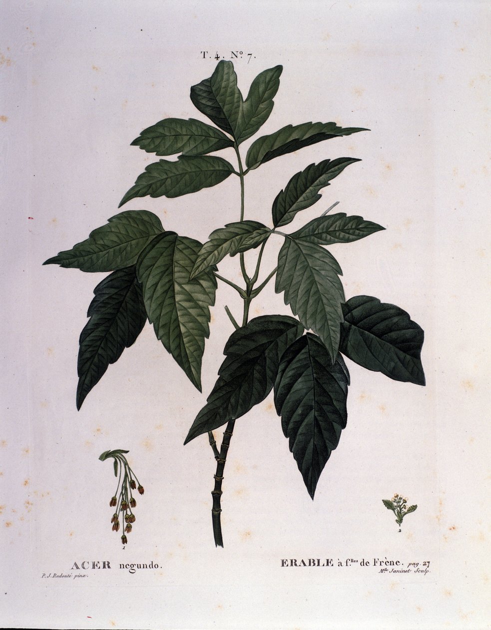 Botanik: Ahornzweig. Tafel aus „Nouveau Duhamel du Monceau oder Abhandlungen über Bäume und Sträucher, die in Frankreich kultiviert werden“. Aquarell von Pierre Joseph Redouté (1759-1840) 1819. von Pierre Joseph (after) Redoute