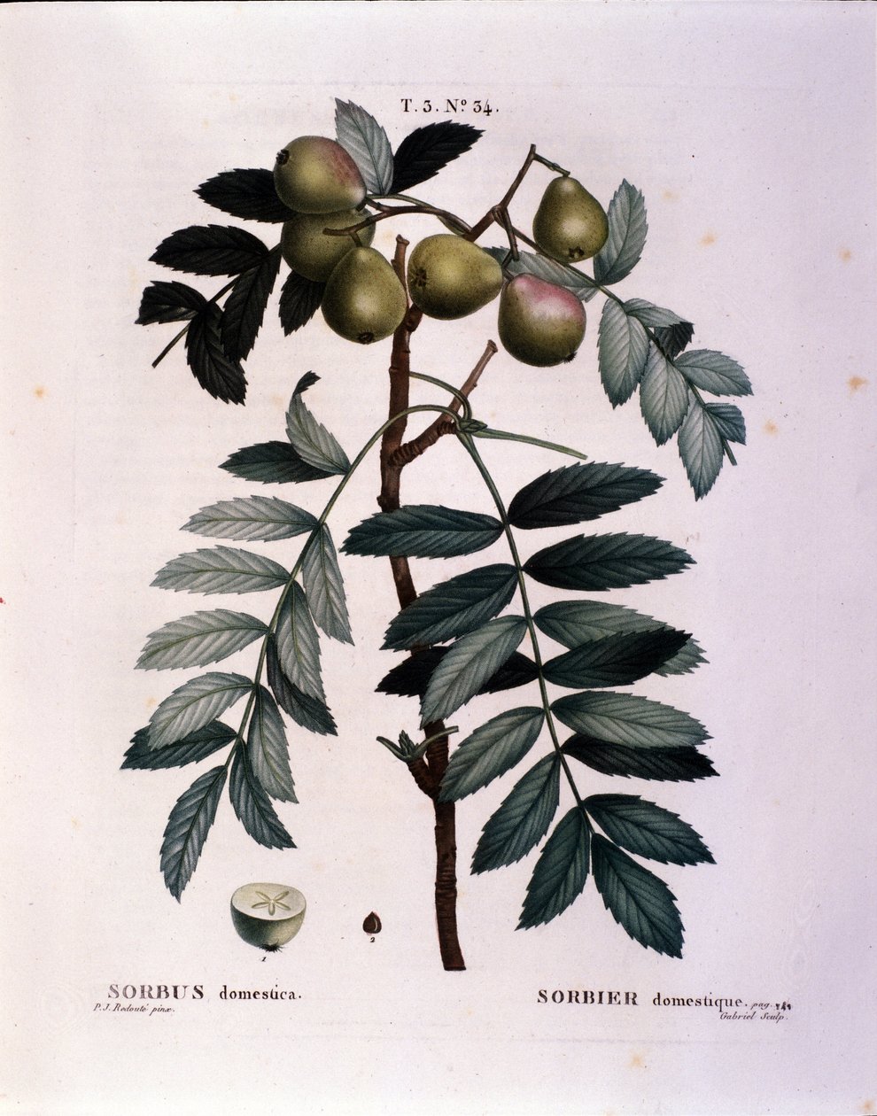 Botanik: Zweig des Speierlings (Sorbus domestica). Tafel aus „Nouveau Duhamel du Monceau oder Traité des Arbres et Arbustes Cultivés en France“. Aquarell von Pierre Joseph Redouté (1759-1840) 1819 von Pierre Joseph (after) Redoute