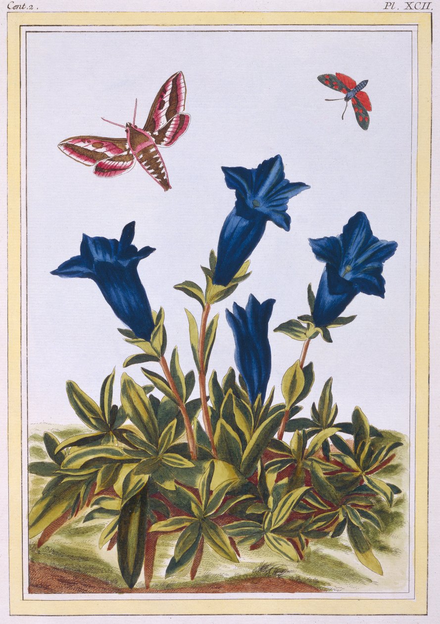 Blaue Enzian-Trompetenblume, veröffentlicht 1776 von Pierre Joseph Buchoz