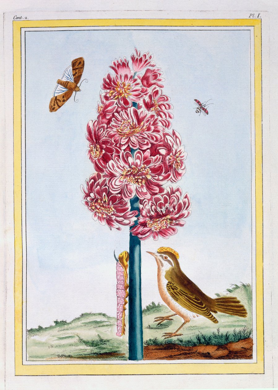Hyazinthe von Pierre-Joseph Buchoz