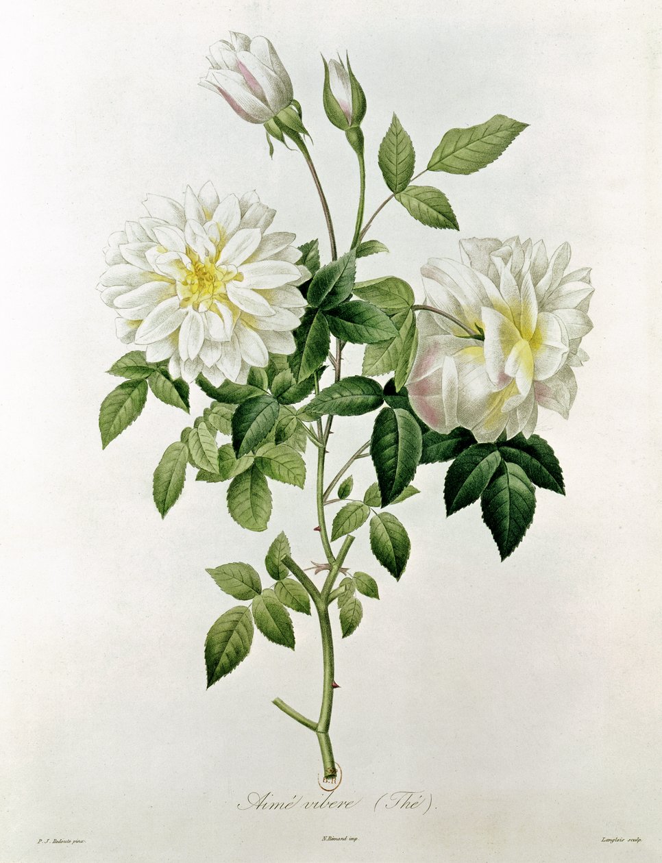 Aime Vibere (Tee) graviert von Eustache Hyacinthe Langlois (1777-1837) von Pierre Joseph Redouté