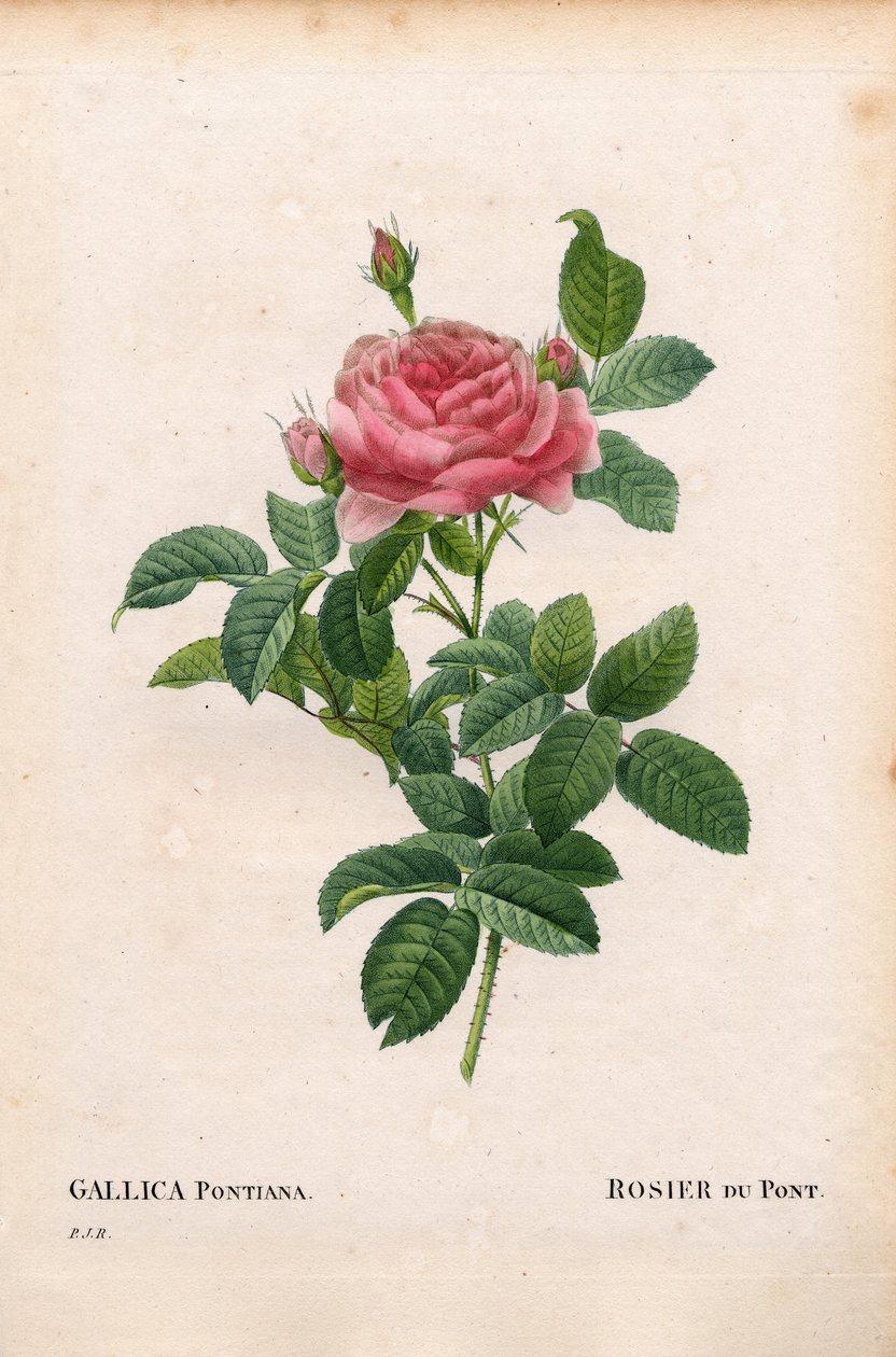 Andre Du Ponts Rose, Rosa gallica. Handkolorierter Kupferstich aus Pierre Joseph Redoutés „Les Roses“ von Pierre Joseph Redouté