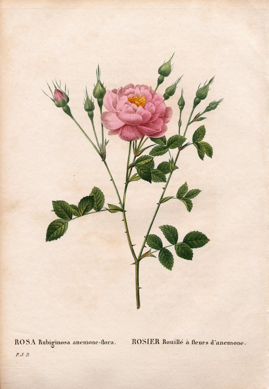 Anemonenblütige Süßbriar-Rose, Rosa rubiginosa von Pierre Joseph Redouté