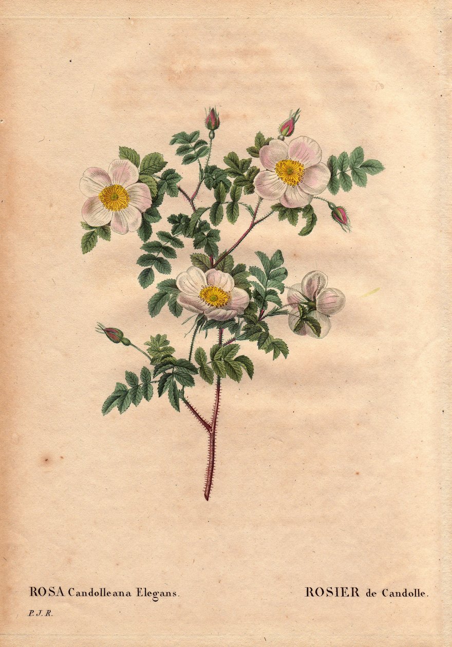 Botanische Tafel, Blume, Rosenvarietät: De Candolles weiße Rose oder Rose de Candolle (Rosa candolleana elegans). Wildrose, entdeckt in Südeuropa und 1819 nach De Candolle benannt. In „Les Roses“, Band 2 von Pierre Joseph Redouté (1759-1840) von Pierre Joseph Redouté