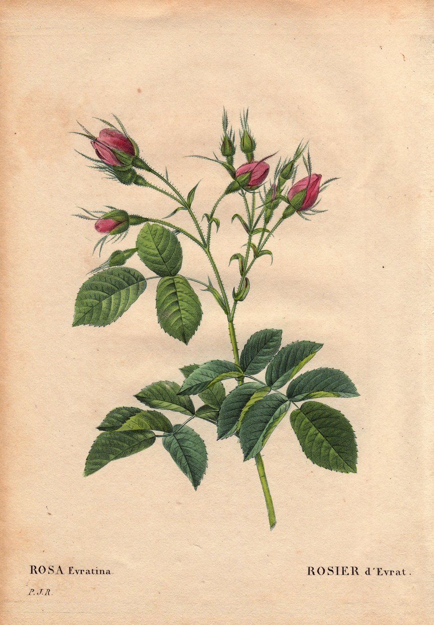 Botanische Tafel, Blume, Rosenvarietät: Evrat Rose (Rosa evratina). Herkunft unbekannt, aus niederländischen Gewächshäusern und vor 1824 an Monsieur Evrath gegeben. In „Les Roses“, Band 2 von Pierre Joseph Redouté (1759-1840) von Pierre Joseph Redouté