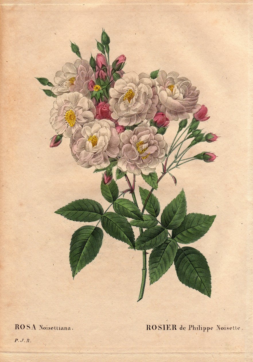 Botanische Tafel, Blume, Rosenvarietät: Rose von Philippe Haselnuss (Rosa noisettiana). Hybridsorte der Rose moschata chinensis, gezüchtet in den Vereinigten Staaten von John Champney und 1814 von Philippe Noisette nach Frankreich eingeführt. In „Les Roses von Pierre Joseph Redouté