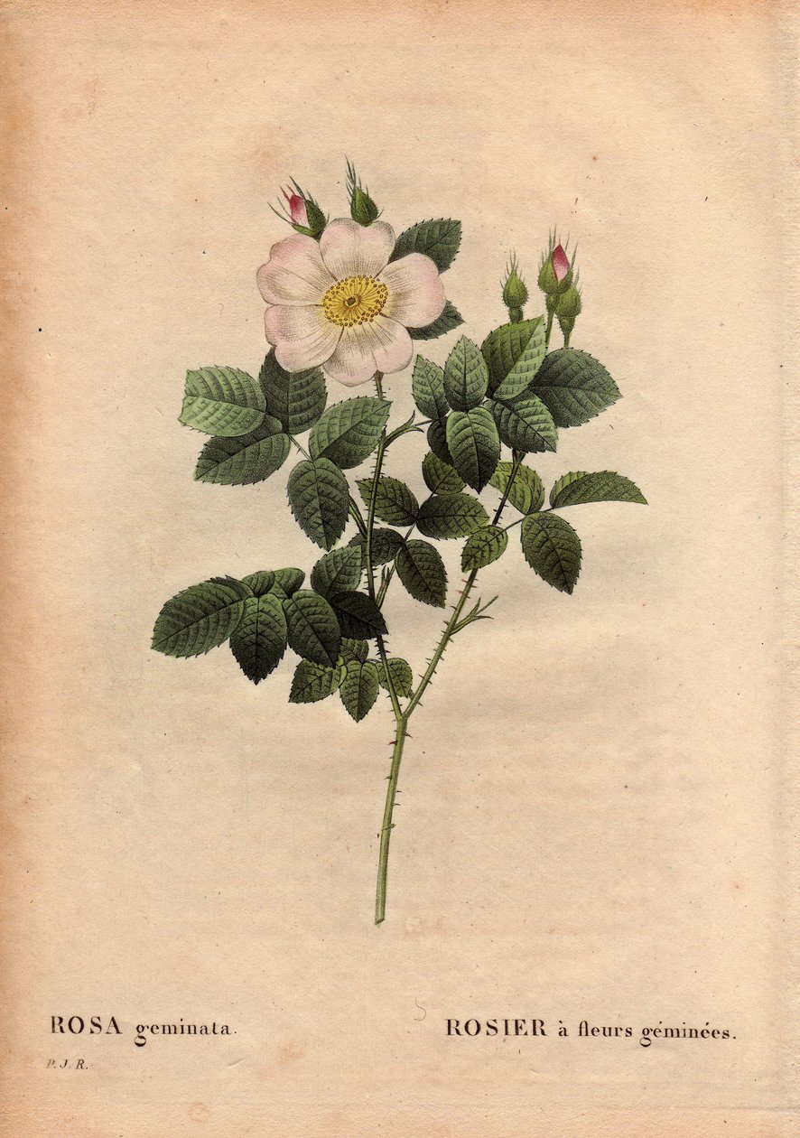 Botanische Tafel, Blume, Rosenvarietät: Edelsteinblütige Rose, aus Les Roses, Band 2 von Pierre Joseph Redoute von Pierre Joseph Redouté