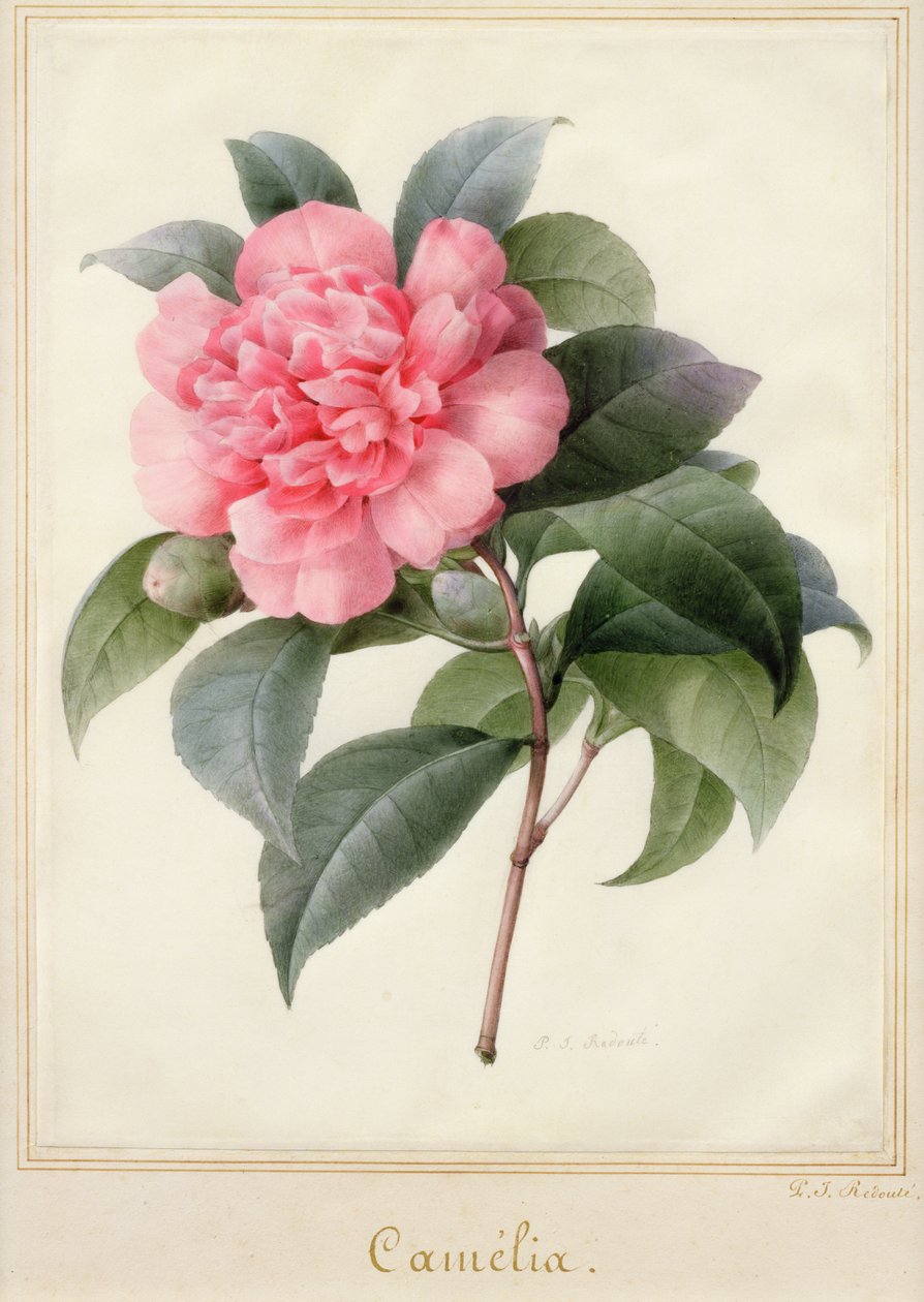 Kamelie von Pierre Joseph Redouté