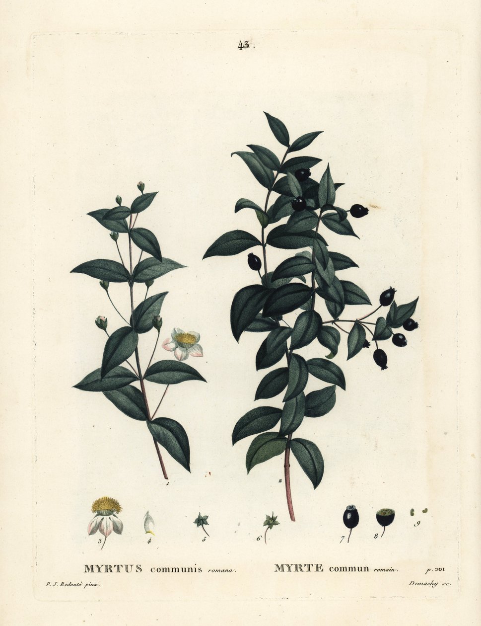 Gewöhnliche Myrte, Myrtus communis. Handkolorierte Punktstichgravur von Demachy nach einer Illustration von Pierre-Joseph Redouté aus Henri Louis Duhamel du Moncels „Traité des Arbres et Arbustes“, Paris von Pierre Joseph Redouté