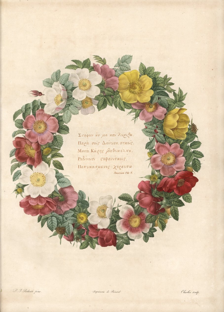 Rosenkranz mit griechischem Motto - Radierung von Charlin, nach einer Illustration von Pierre Joseph Redoute (1759-1840), aus Les Roses. von Pierre Joseph Redouté
