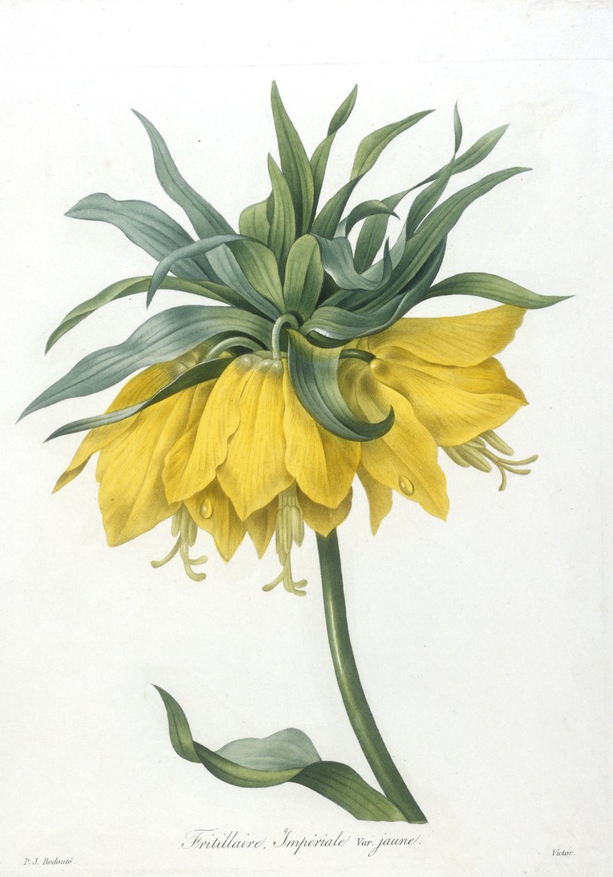 Fritillaire, Imperiale variété jaune, aus Choix Des Plus Belle Fleurs et des Plus Beaux Fruits, 1827 von Pierre Joseph Redouté