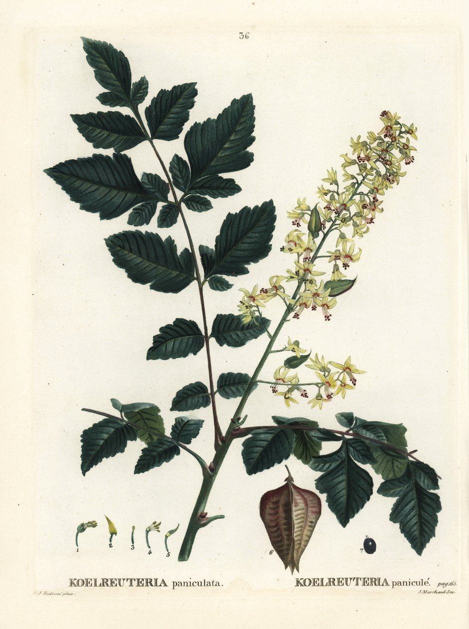 Goldregenbaum, Stolz von Indien, Chinabaum oder Lackbaum, Koelreuteria paniculata. Handkolorierter Stich nach einer Illustration von Pierre-Joseph Redouté aus Henri Louis Duhamel du Moncels Traité des Arbres et Arbustes, Paris von Pierre Joseph Redouté