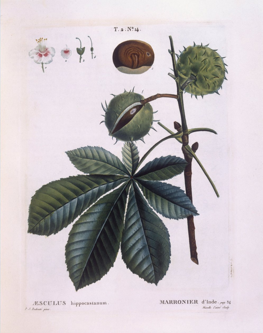 Rosskastanie (Aesculus hippocastanum), Henry Louis Duhamel du Monceau, botanische Tafel von Pierre Joseph Redouté von Pierre Joseph Redouté