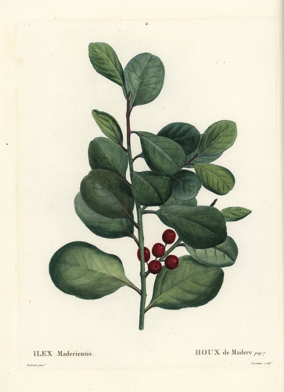 Madeira Stechpalme, Ilex perado von Pierre Joseph Redouté