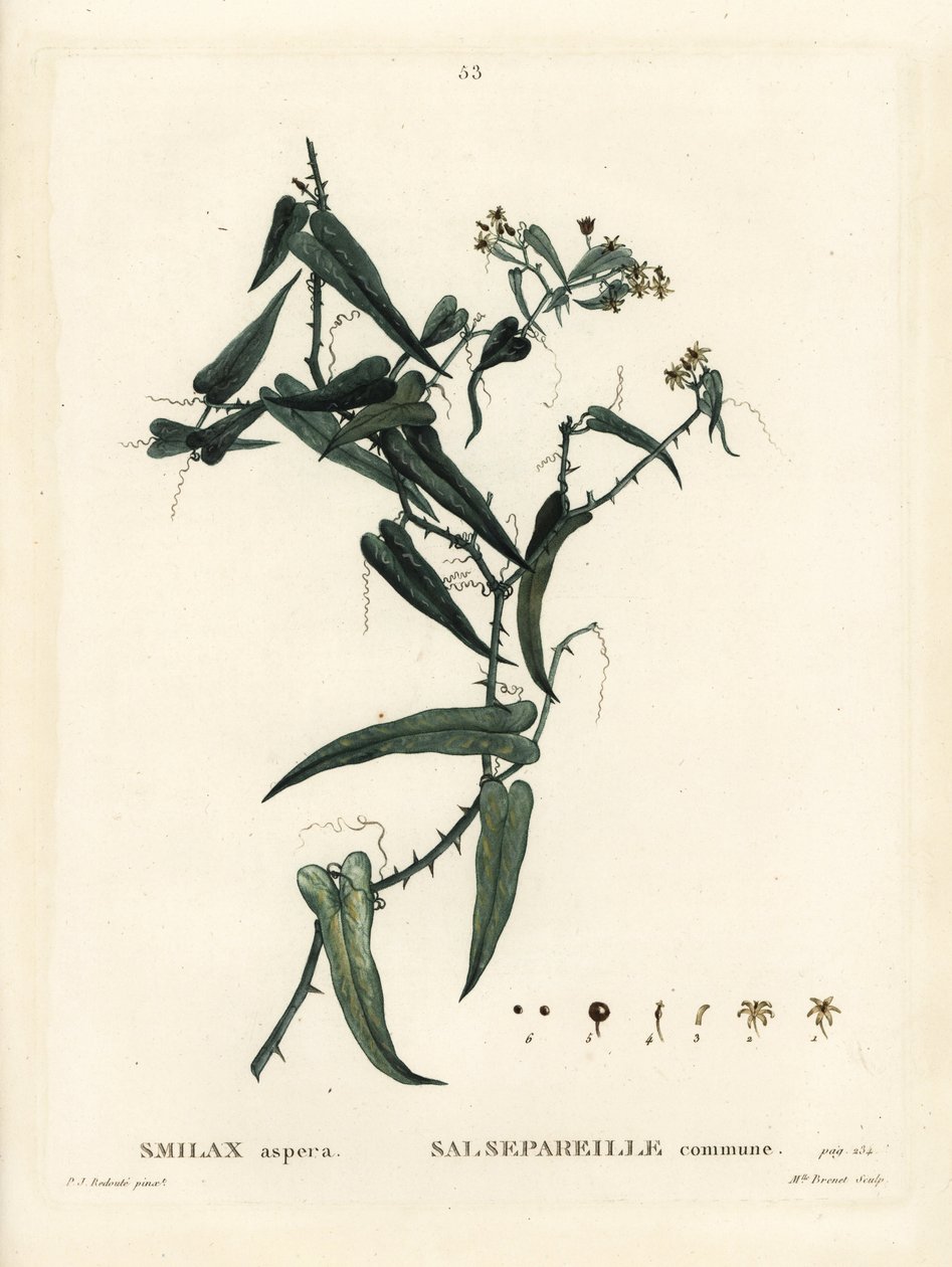 Mittelmeer-Stechwinde, Smilax aspera. Handkolorierte Punktstichgravur von Miss Brenet nach einer Illustration von Pierre-Joseph Redouté aus Henri Louis Duhamel du Monceau