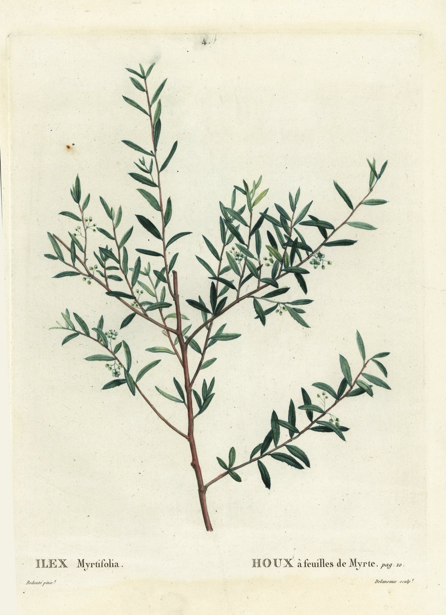 Myrten-Stechpalme oder Myrten-Dahoon, Ilex myrtifolia von Pierre Joseph Redouté