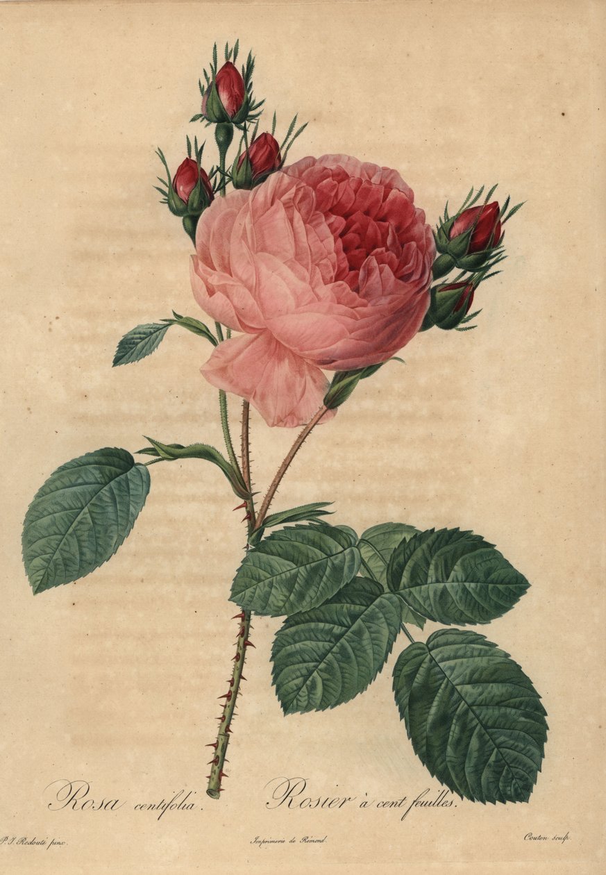 Rosa Zentifolie von Pierre Joseph Redouté