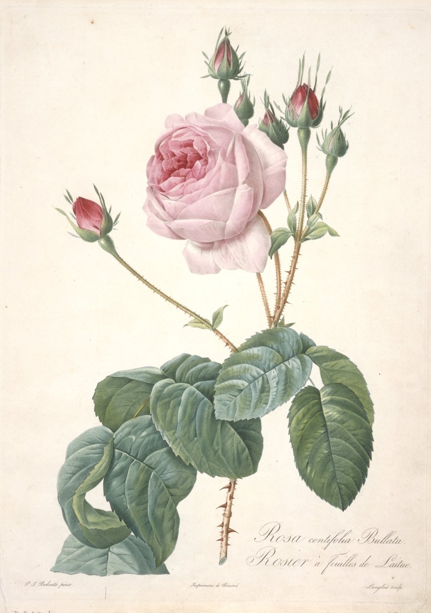 Rosa centifolia Bullata, Rosier a feuilles de Laitue, aus Les Roses, 1817-24 von Pierre Joseph Redouté