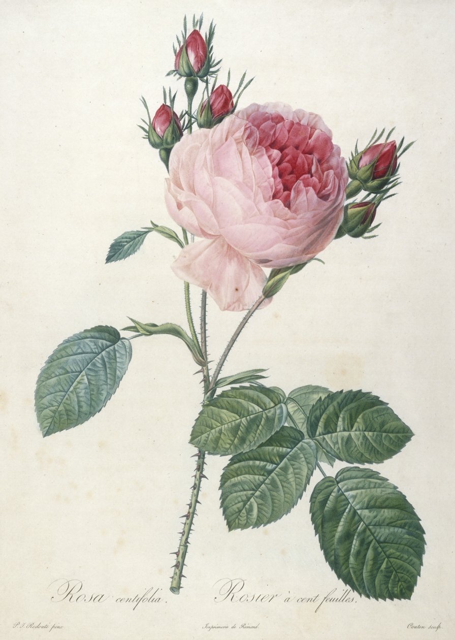 Rosa centrifolia, Rosier a cent feuilles, aus Les Roses, 1817-24 von Pierre Joseph Redouté