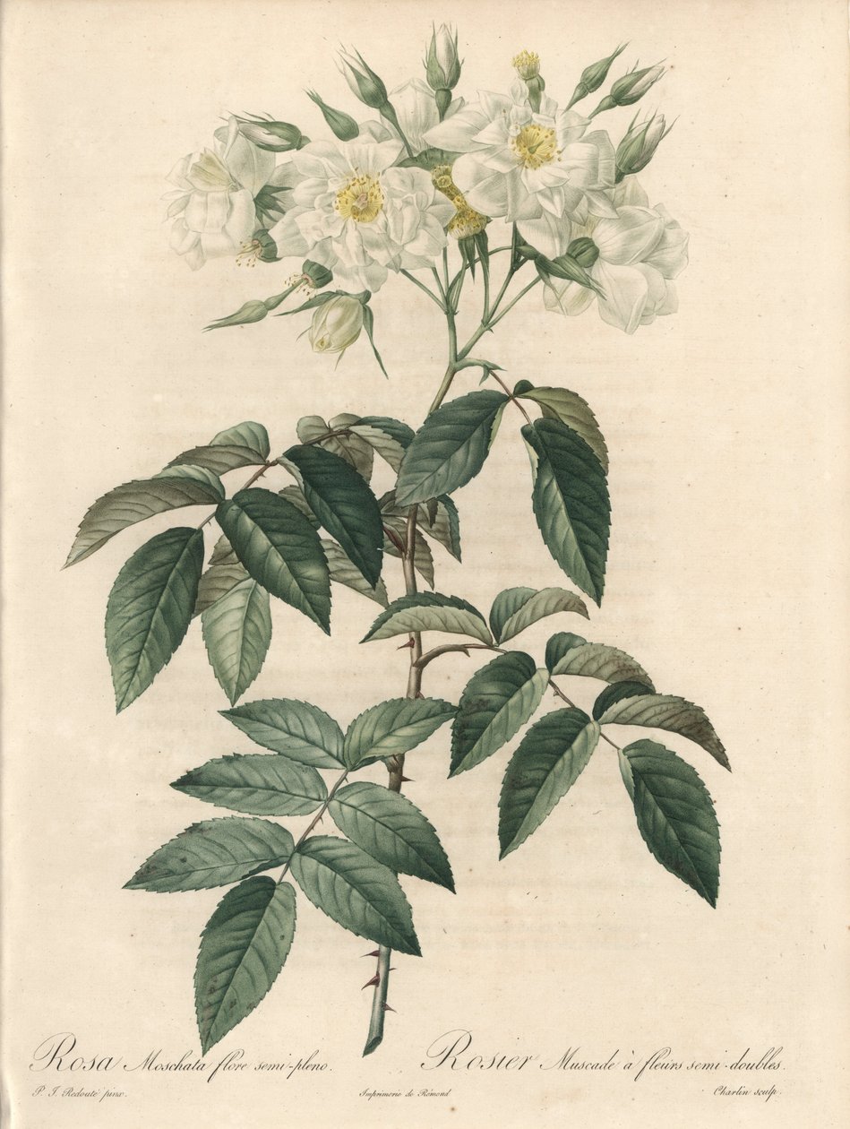 Moschusrose mit gefüllten Blüten - Radierung von Charlin, nach einer Illustration von Pierre Joseph Redouté (1759-1840), Auszug aus Les Roses von Pierre Joseph Redouté