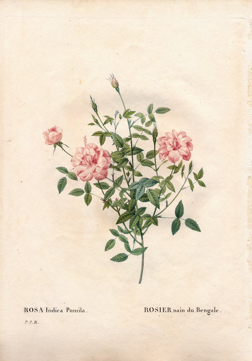 Rouletii Rose, Rosa chinensis var. minima Rouletii, Bengalische Zwergrose. Handkolorierter Kupferstich aus Pierre Joseph Redoutés „Les Roses“, Paris von Pierre Joseph Redouté