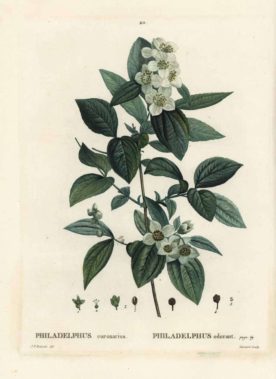 Scheinorangenblüte, Englischer Hartriegel, Philadelphus coronarius von Pierre Joseph Redouté