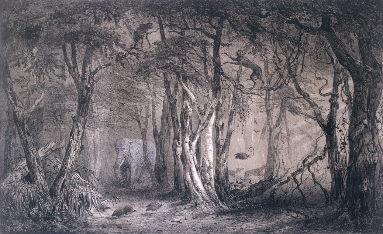 Urwald am Rande des Blauen Nils, aus Voyages au Soudan Oriental et dans l